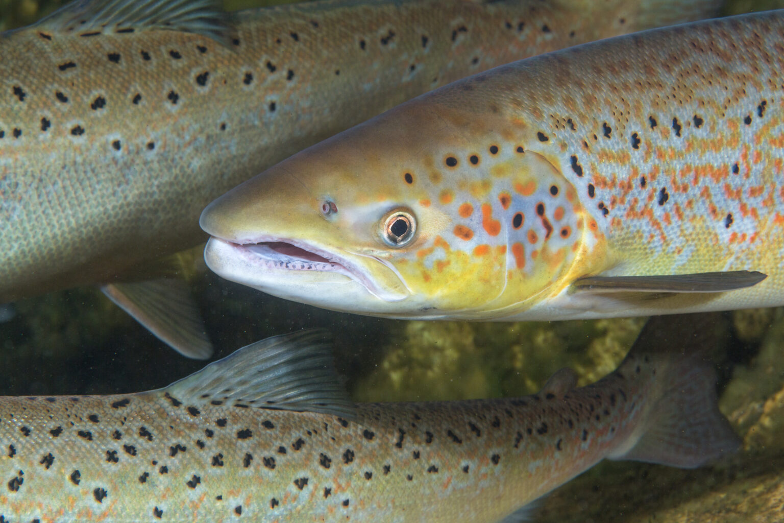 Salmon population decline statistics image